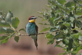 <p>VLHA PESTRÁ (Merops apiaster) střední Čechy ----- /European bee-eater - Bienenfresser/</p>